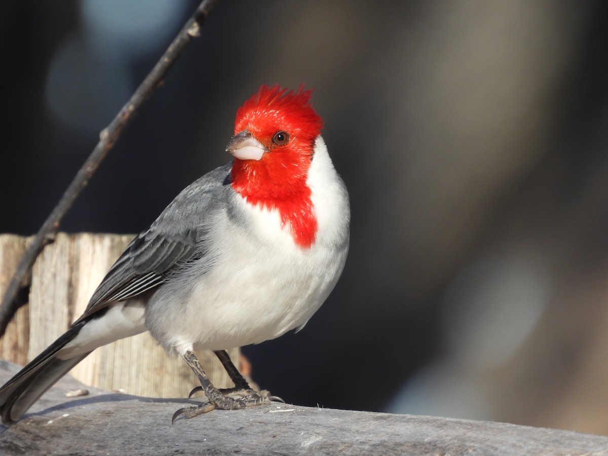 Red-crested Cardinal - ML358226131