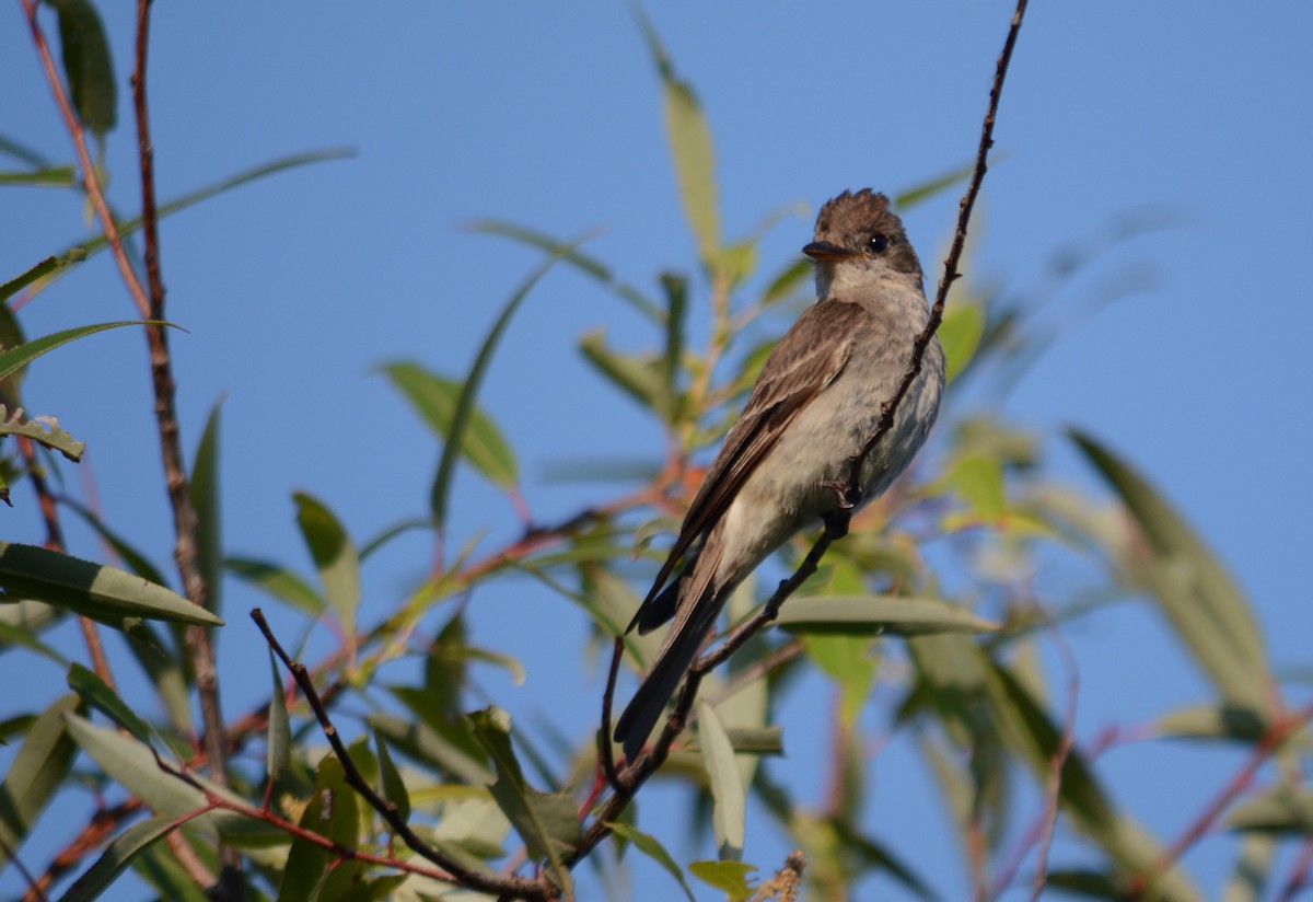 Greater Pewee (Mexican) - ML358231311
