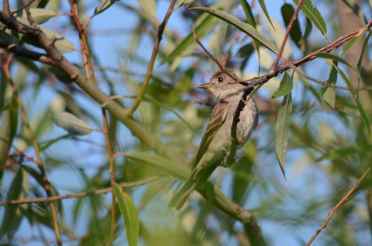 Greater Pewee (Mexican) - ML358231321
