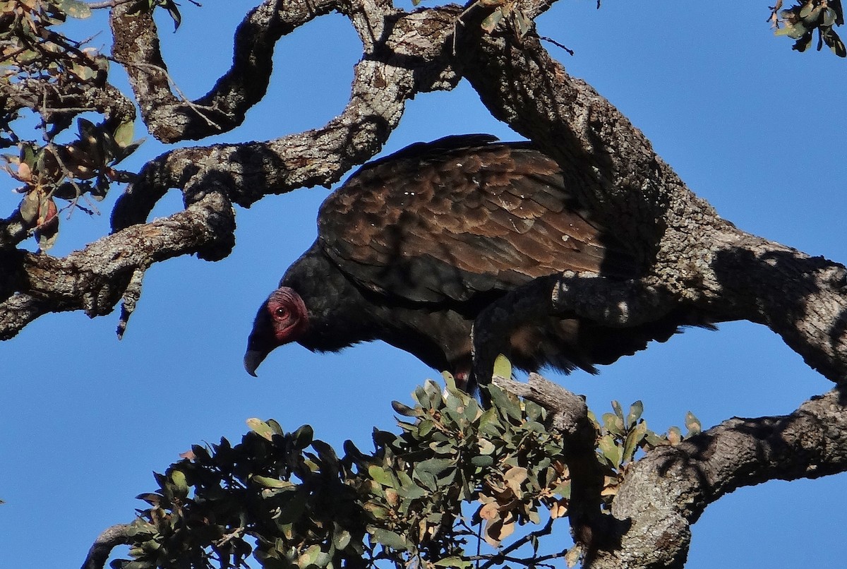 Turkey Vulture - ML35823421