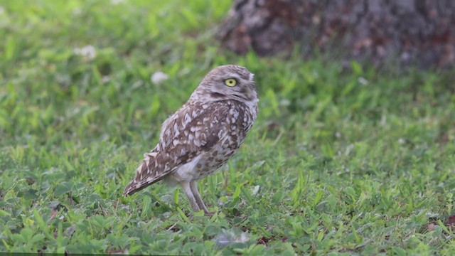 Burrowing Owl - ML358235141