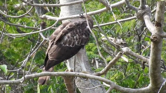Changeable Hawk-Eagle (Crested) - ML358237851