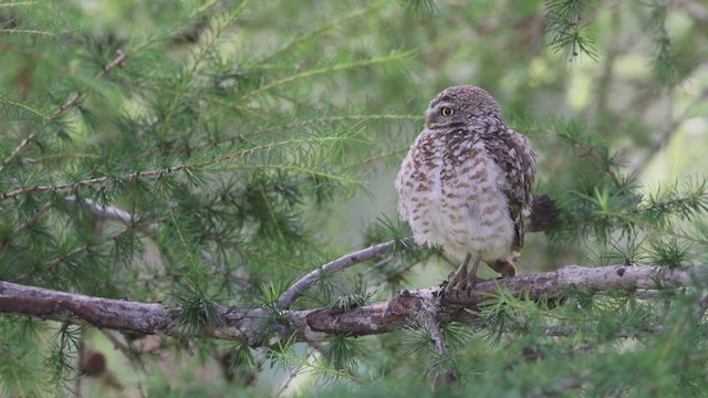 Burrowing Owl - ML358239401