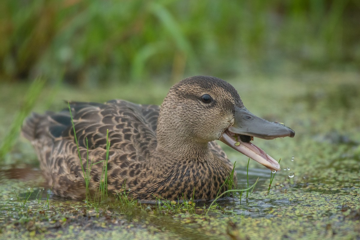 Blue-winged Teal - ML358241011