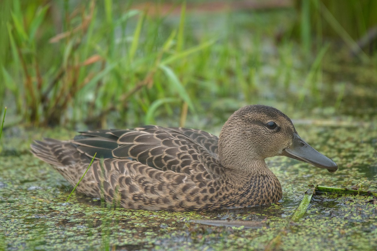 Blue-winged Teal - ML358241021