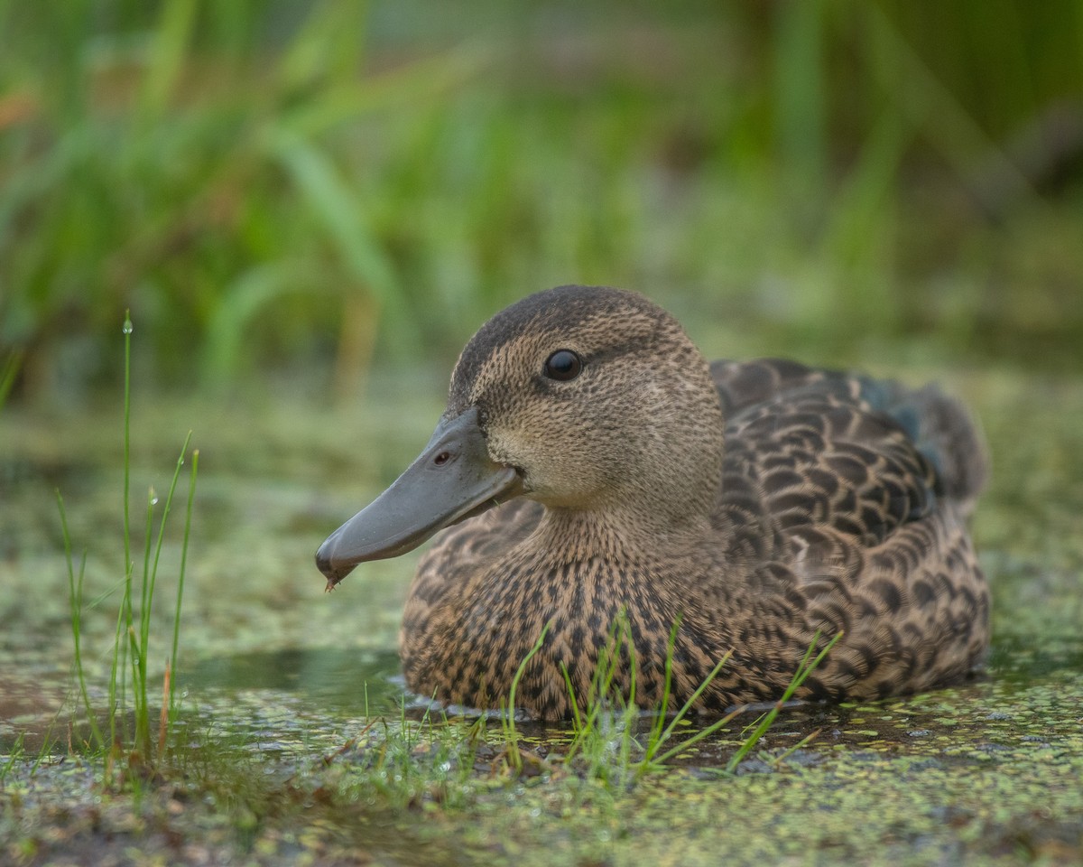 Blue-winged Teal - ML358241031