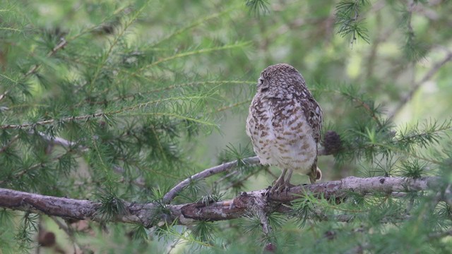 Burrowing Owl - ML358242461