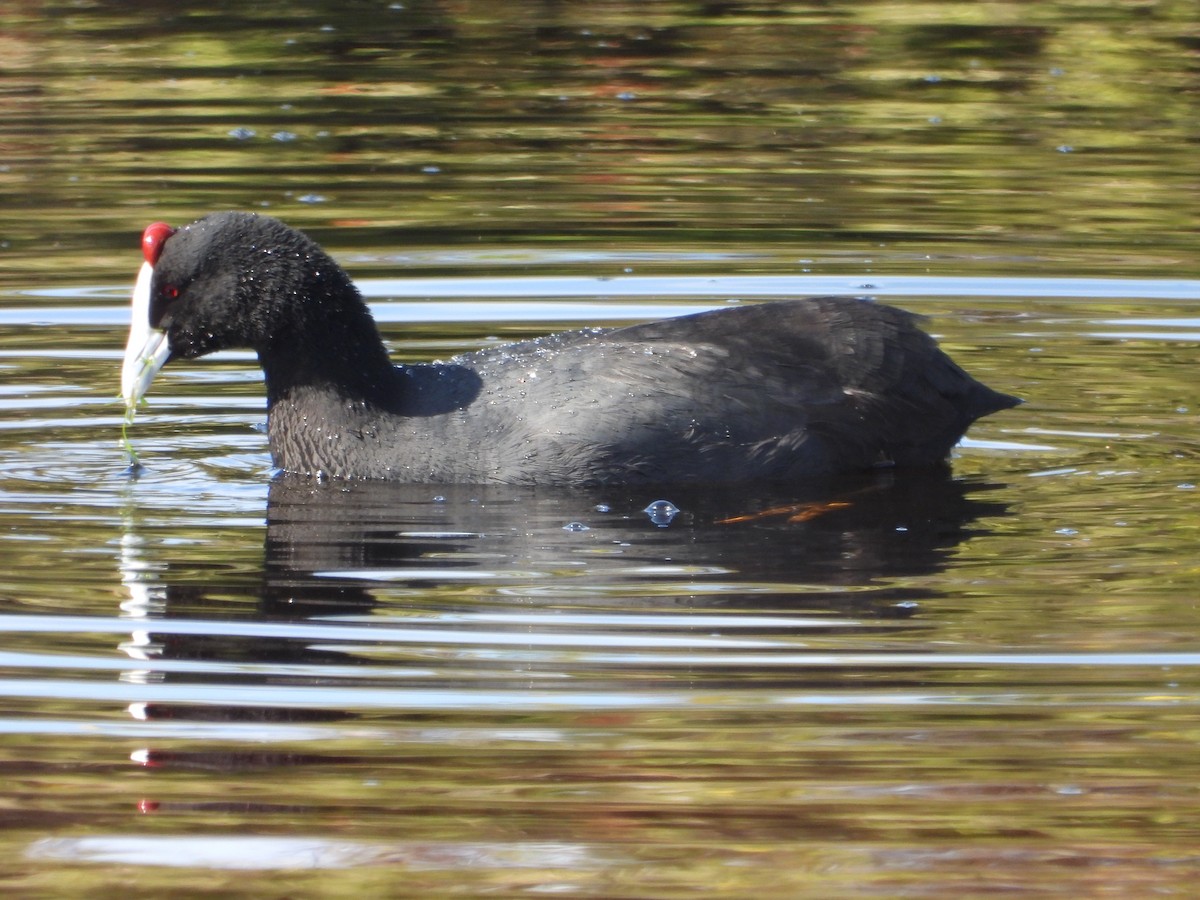 Red-knobbed Coot - Timothy Whitehead