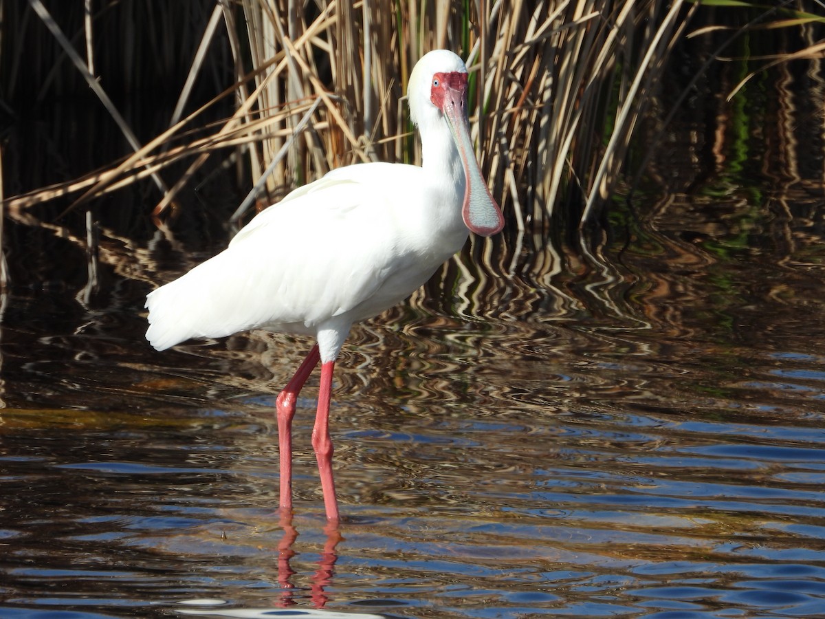 African Spoonbill - Timothy Whitehead