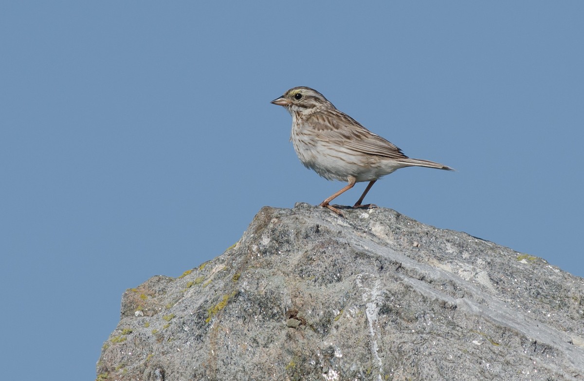 Savannah Sparrow (Ipswich) - ML358246111