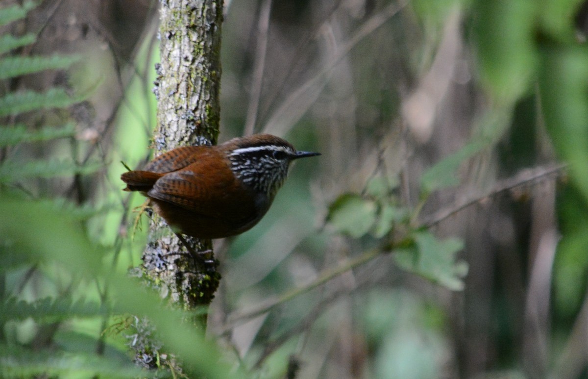 Gray-breasted Wood-Wren (Central American) - ML358248141