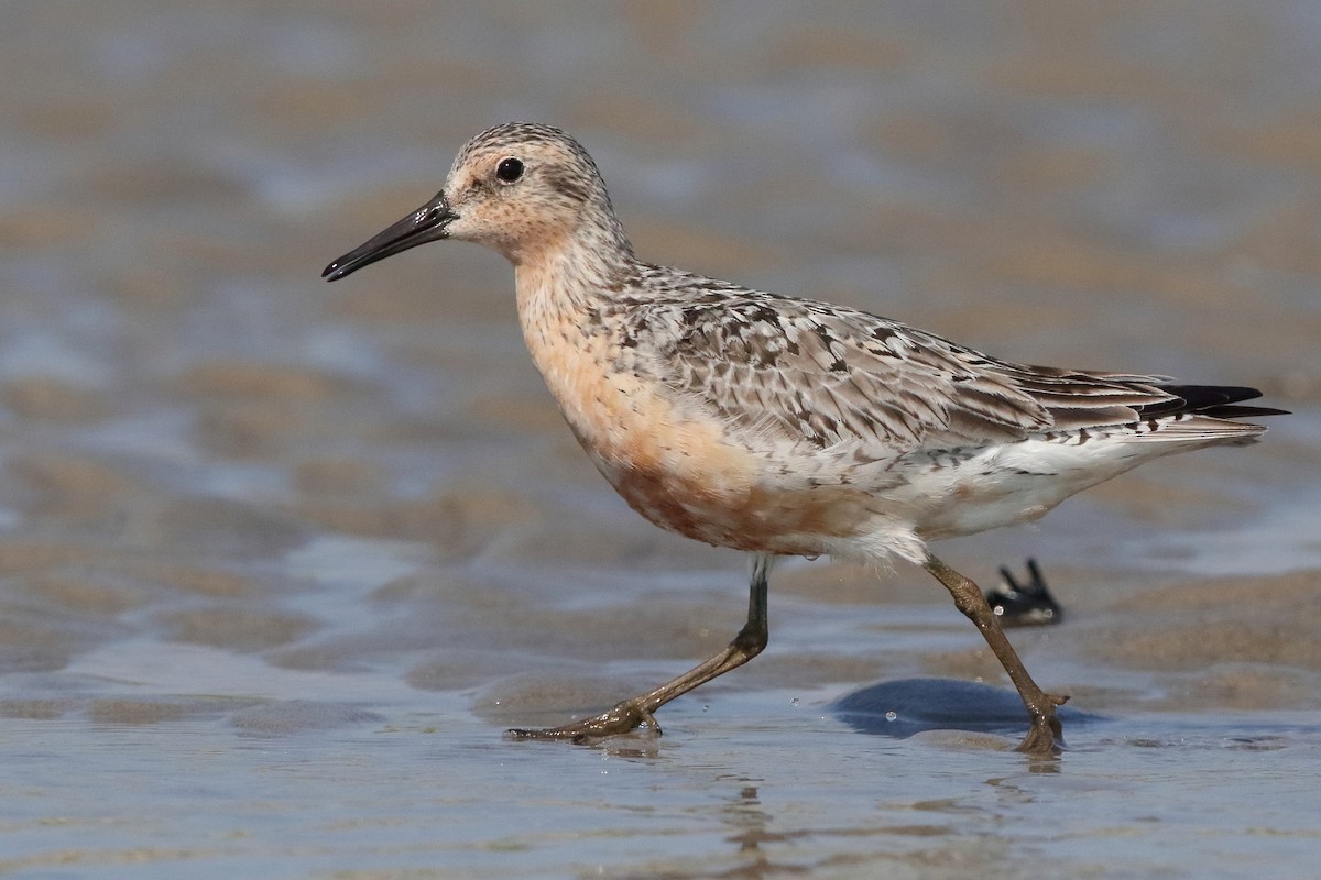 Red Knot - ML358253261