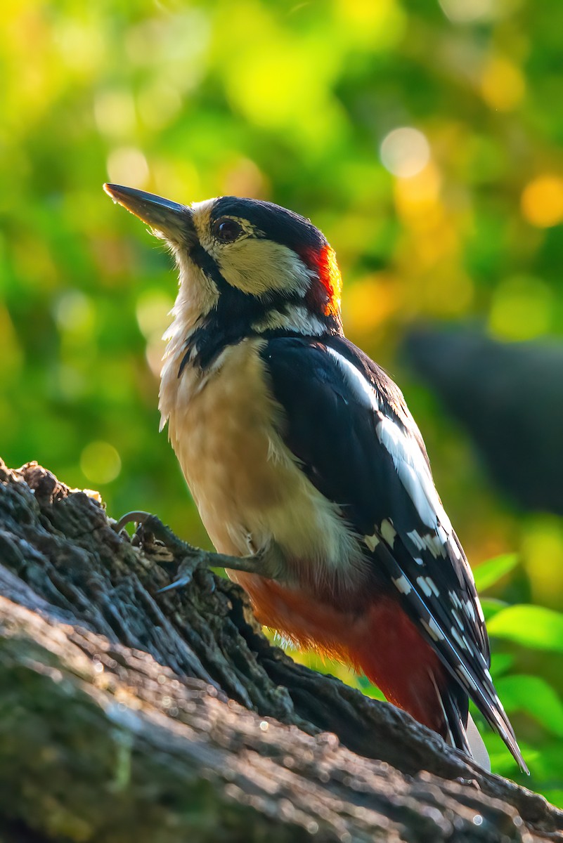 Great Spotted Woodpecker - Jaap Velden