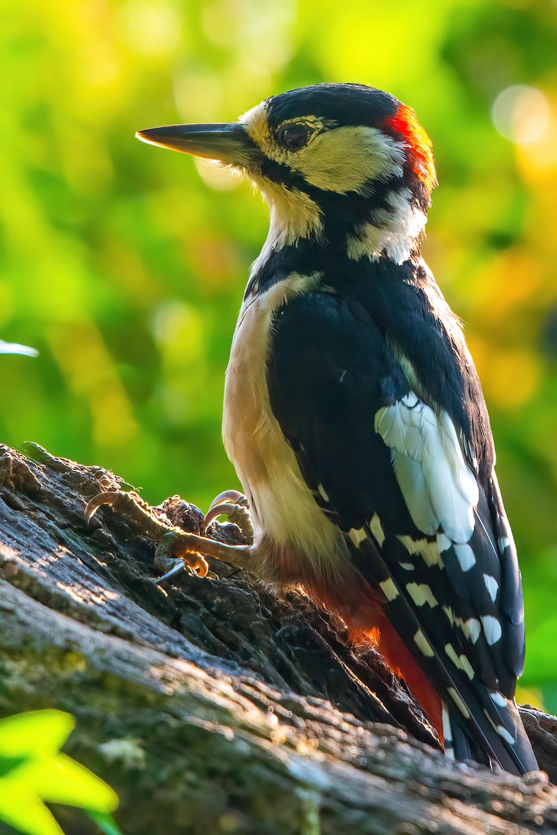 Great Spotted Woodpecker - ML358255971