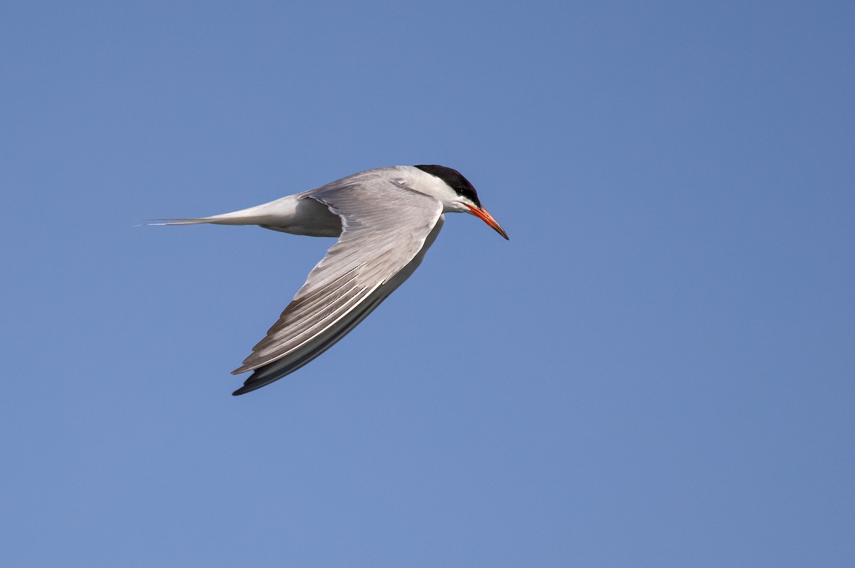 Common Tern - Suzanne Labbé