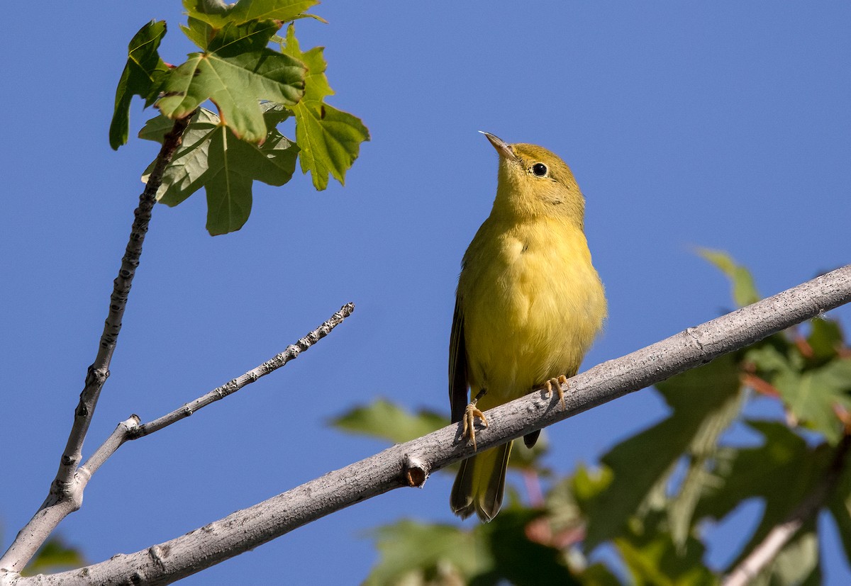 Yellow Warbler - Suzanne Labbé