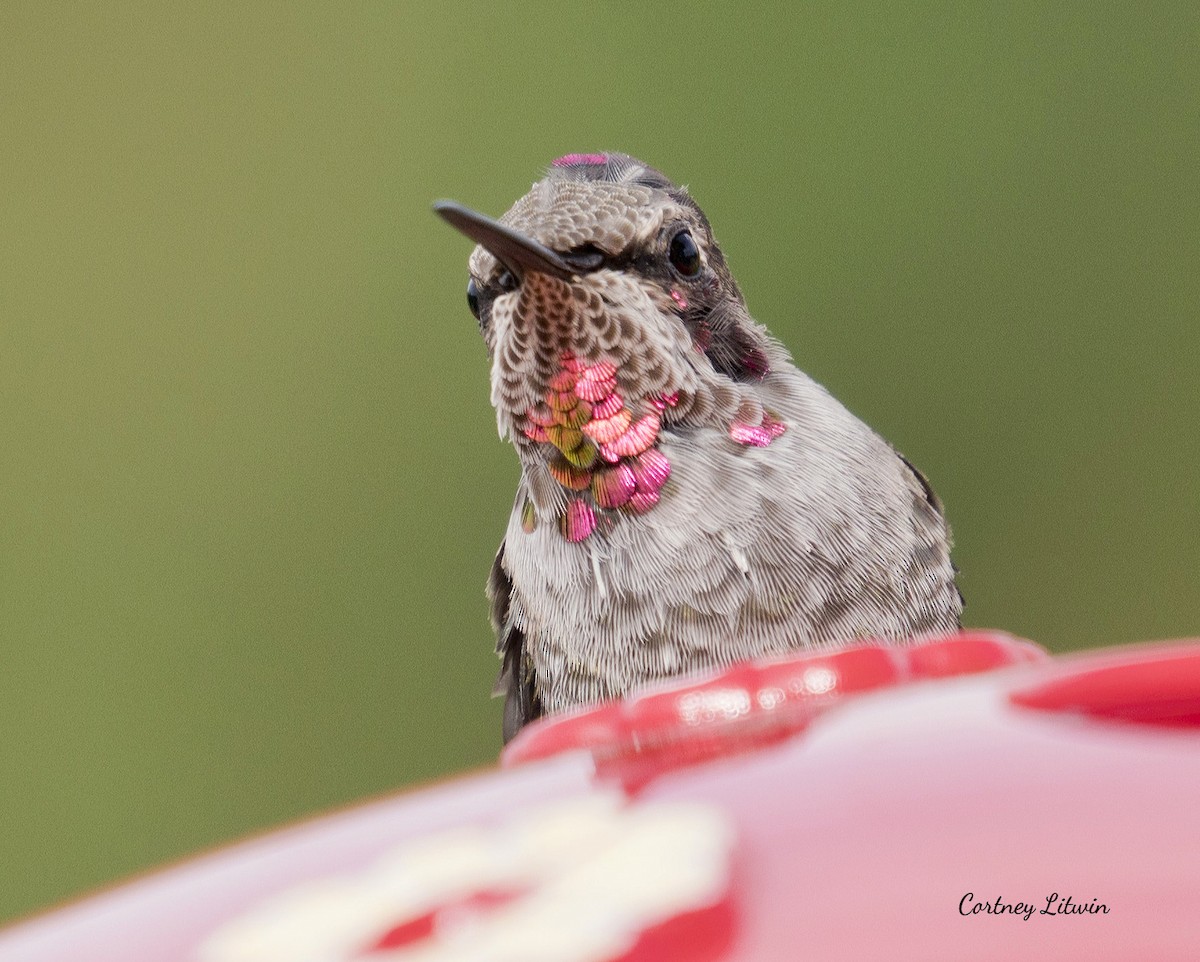 Anna's Hummingbird - Cortney Litwin
