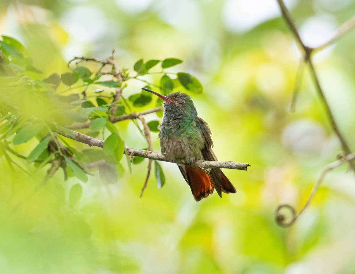 Rufous-tailed Hummingbird - Jan Allen