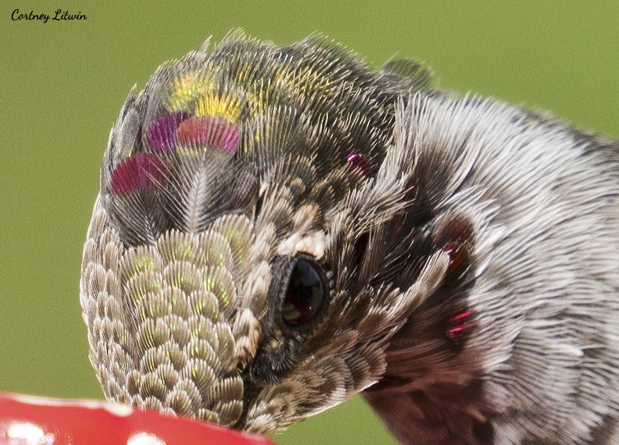 Anna's Hummingbird - Cortney Litwin