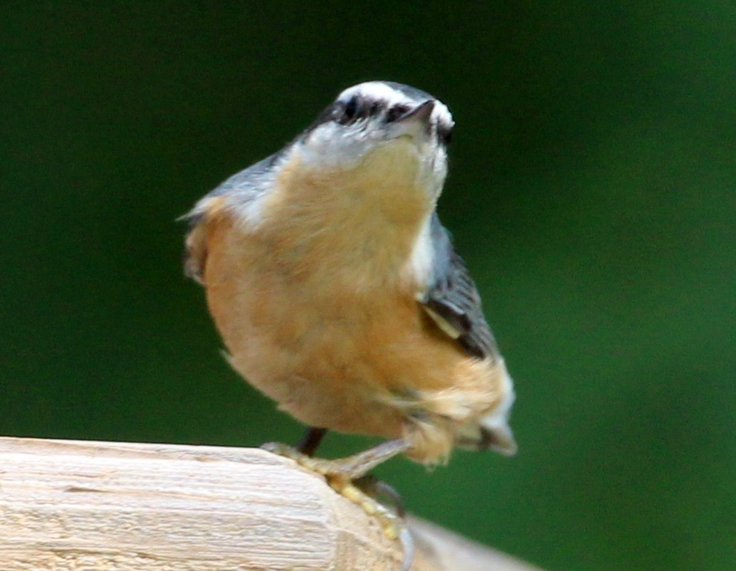 Red-breasted Nuthatch - sam hough