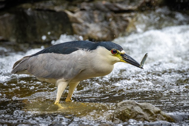 ゴイサギ Ebird