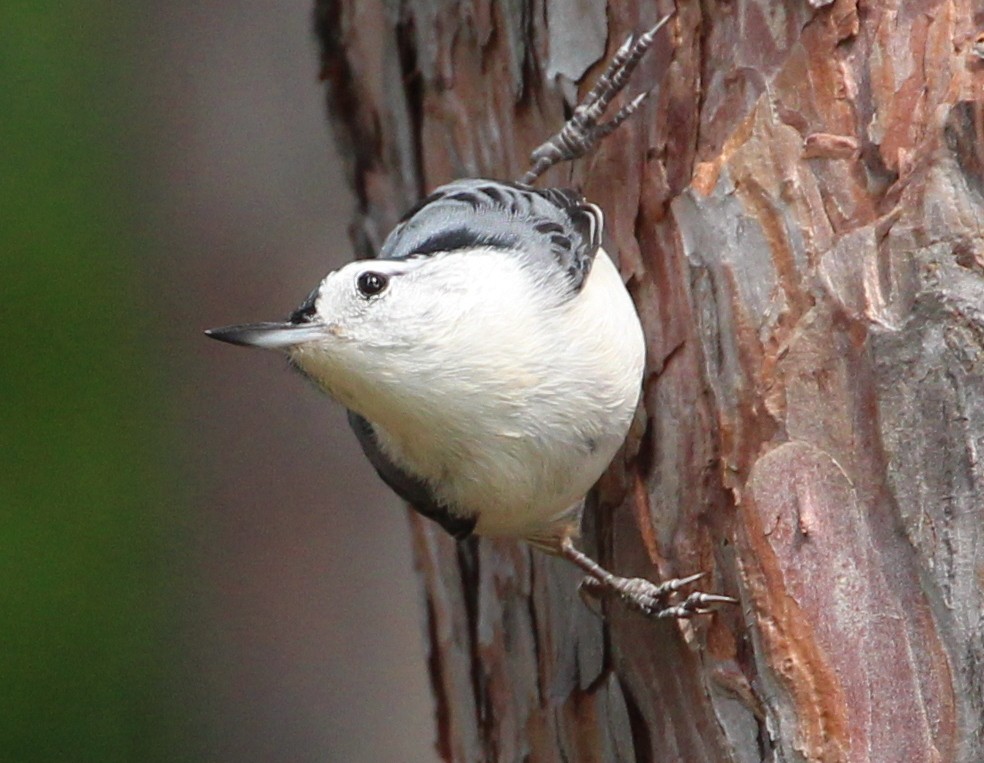 White-breasted Nuthatch (Eastern) - ML35826331