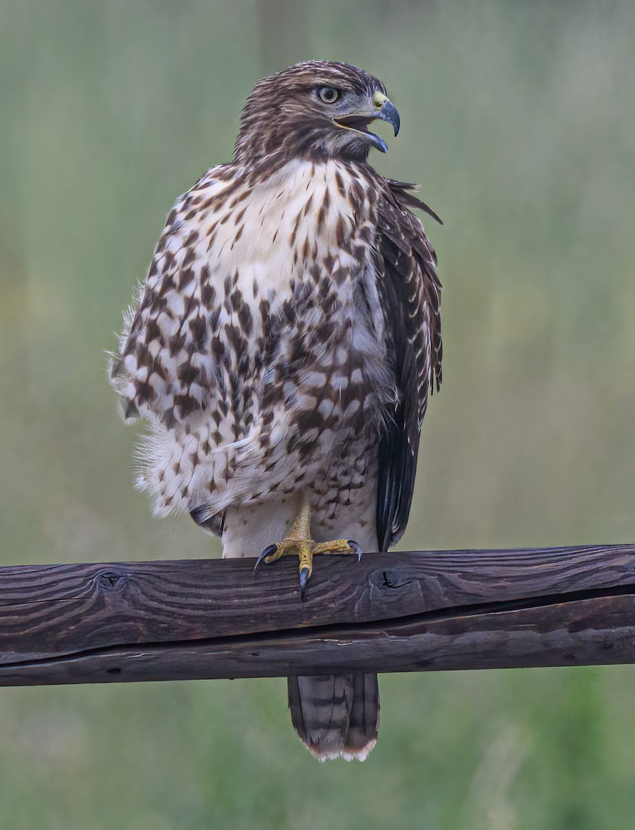 Red-tailed Hawk - Kevin Ash