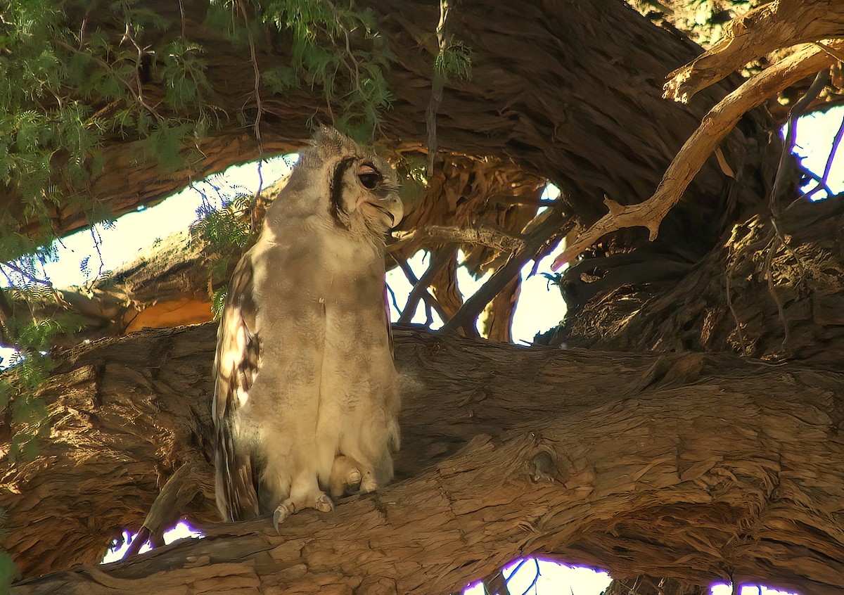 Verreaux's Eagle-Owl - ML358265961