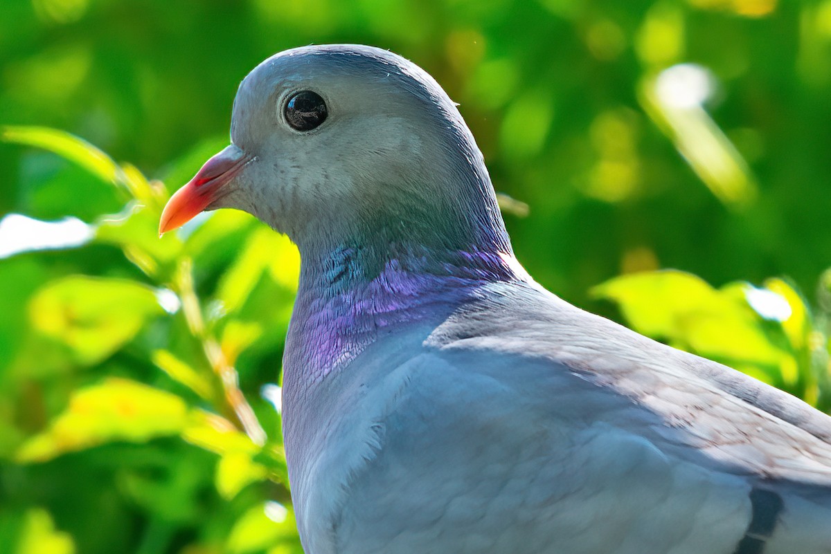Pigeon colombin - ML358266261