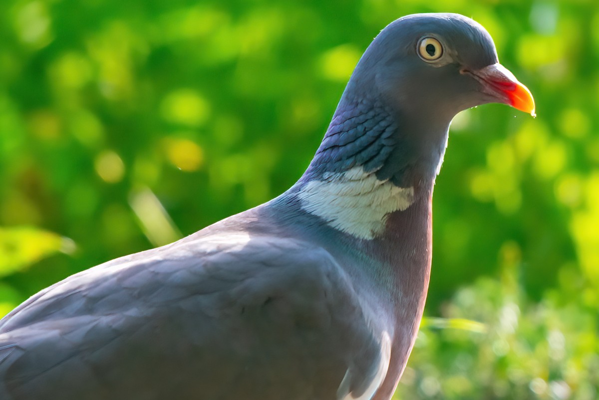 Common Wood-Pigeon - Jaap Velden