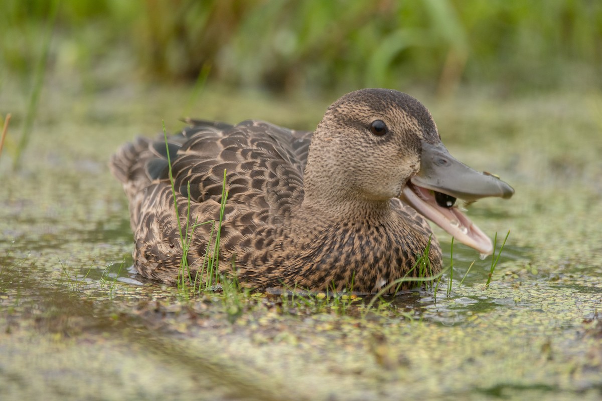 Blue-winged Teal - ML358266741