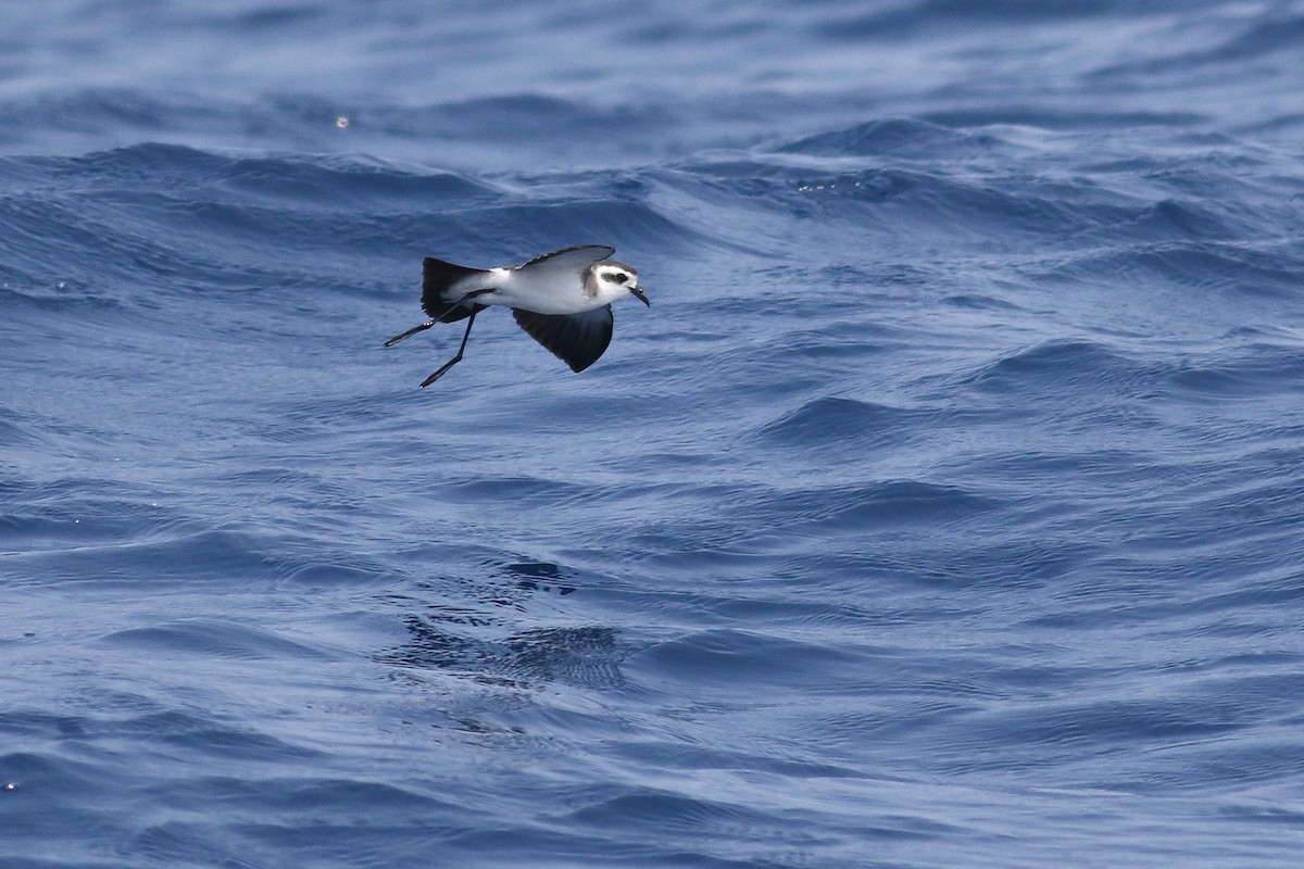 White-faced Storm-Petrel - Kate Sutherland