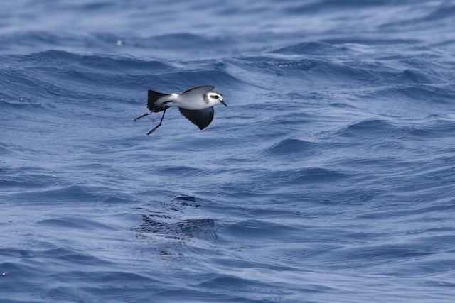 © Kate Sutherland - White-faced Storm-Petrel