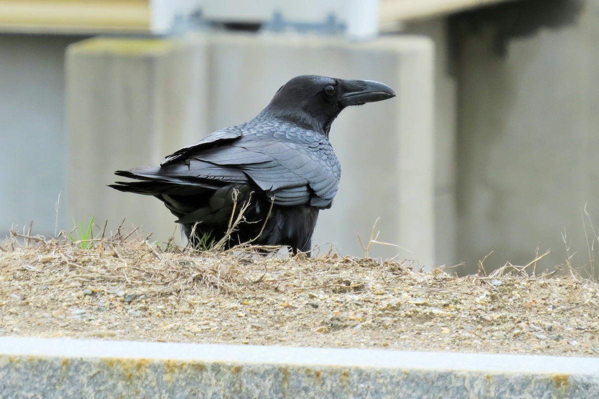 Common Raven - Oliver  Komar