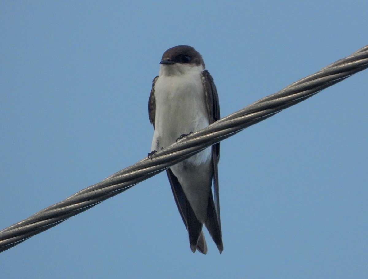 Bahama Swallow - ML358281901