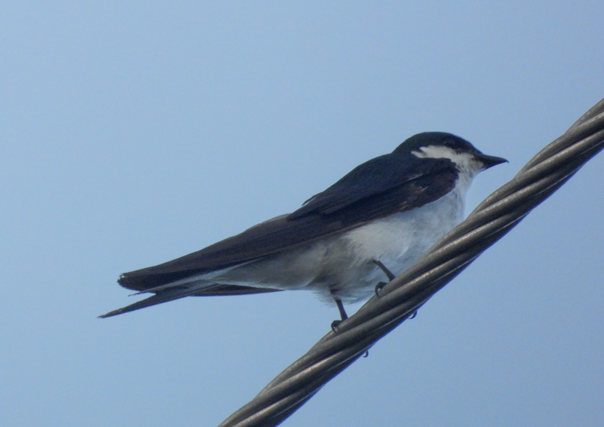 Bahama Swallow - ML358281961