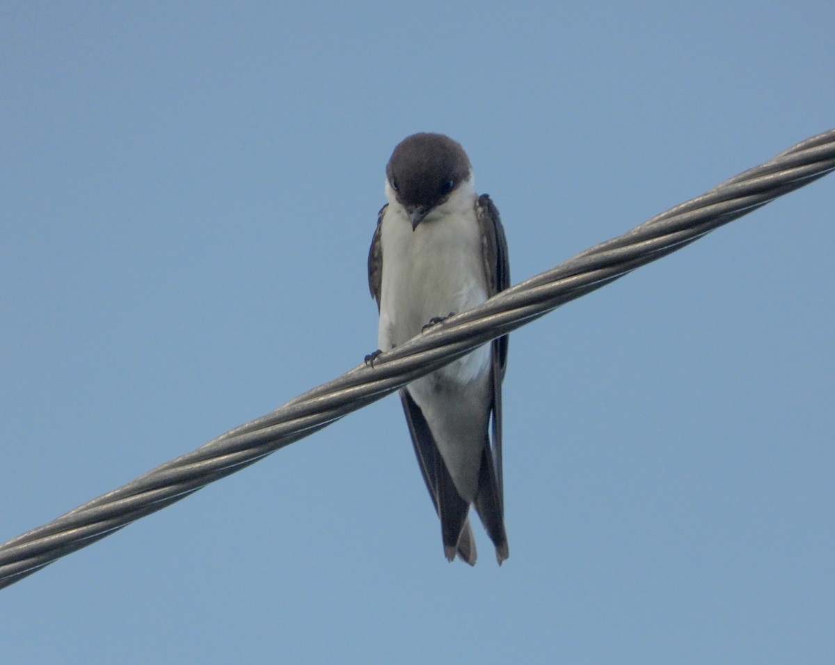 Bahama Swallow - ML358281981