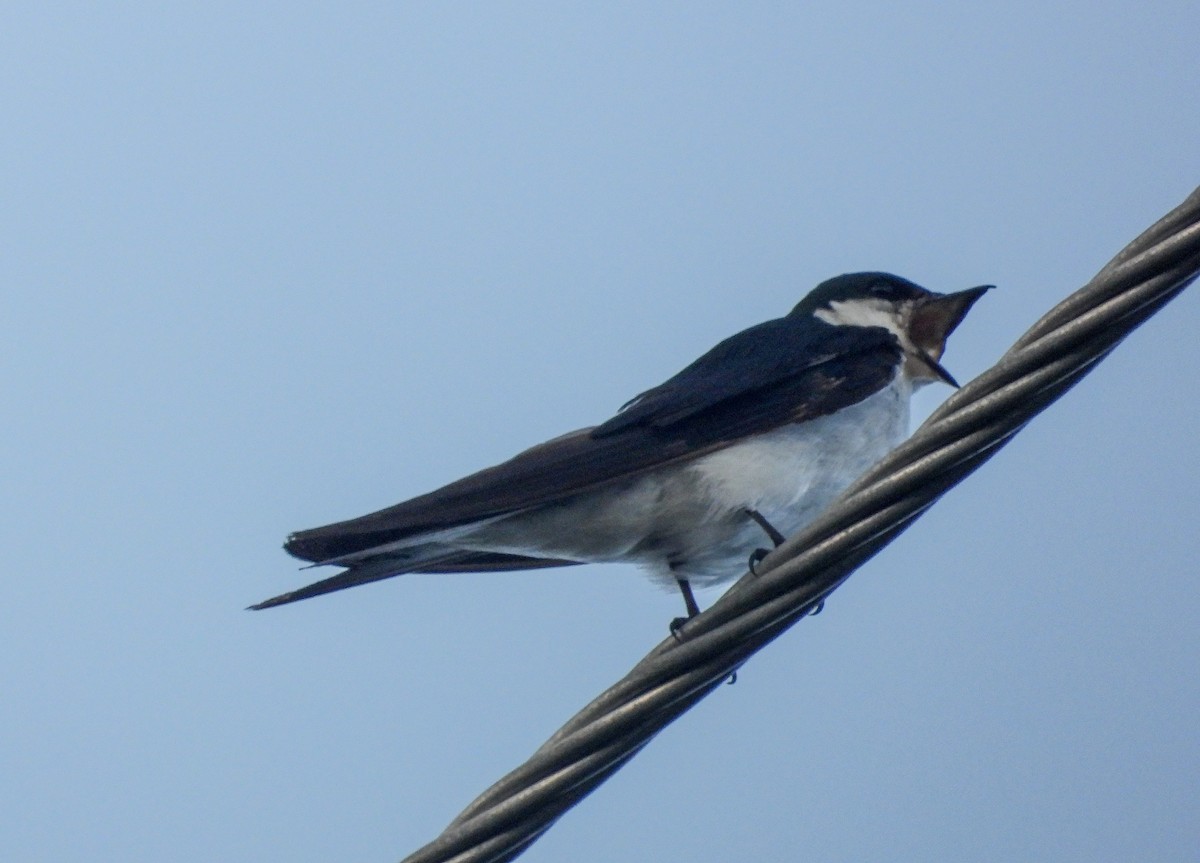 Bahama Swallow - ML358281991