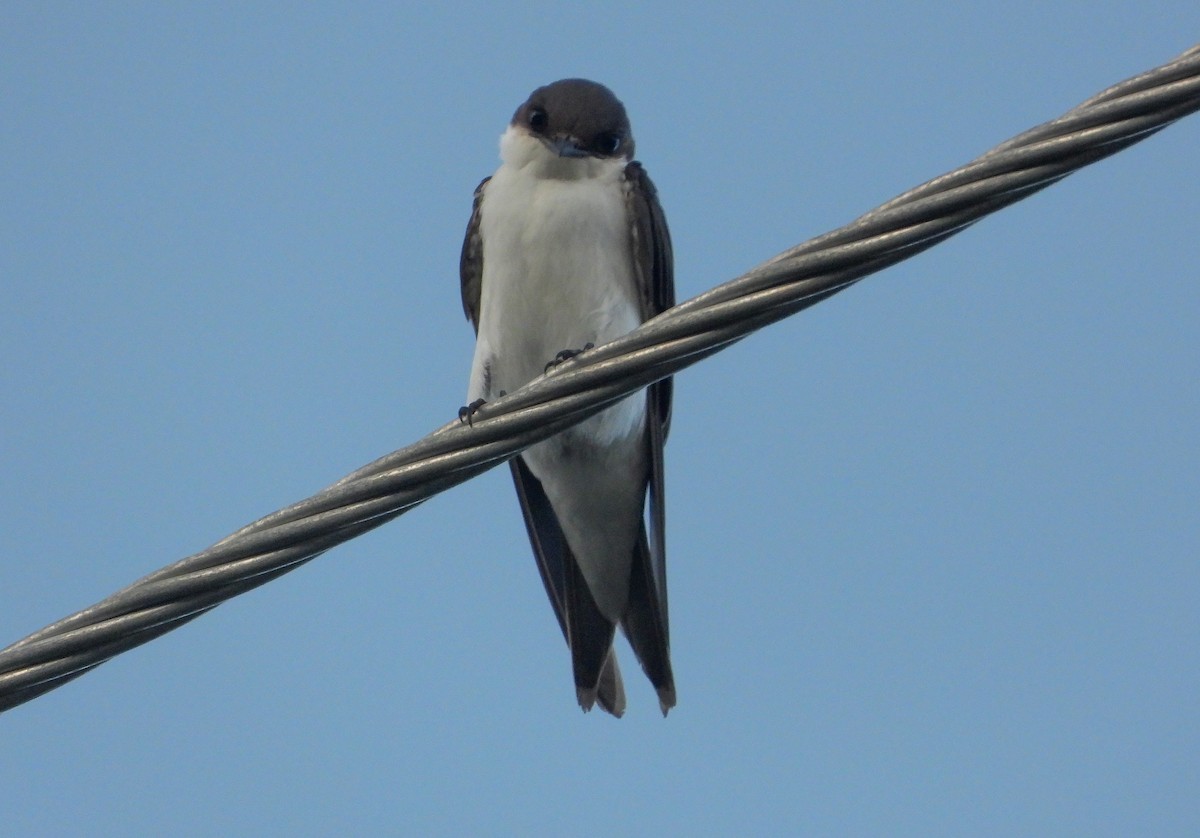 Bahama Swallow - ML358282031