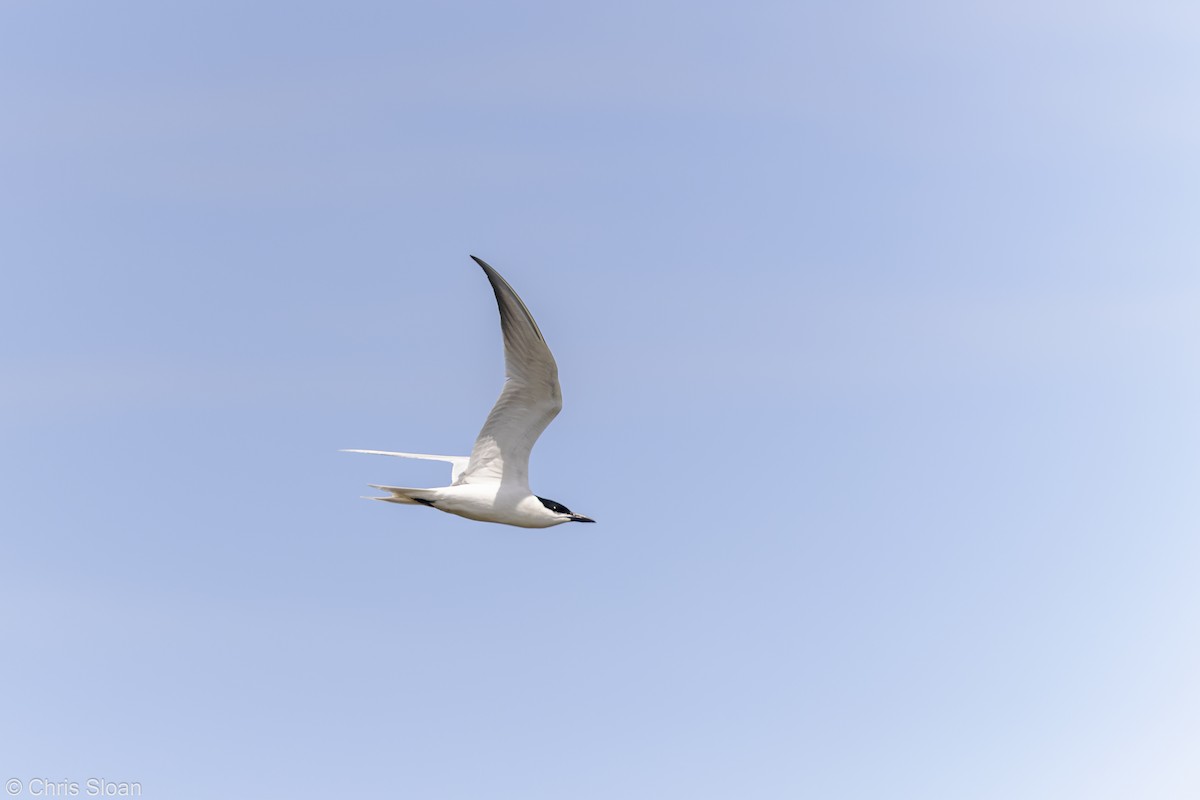 Gull-billed Tern - Christopher Sloan