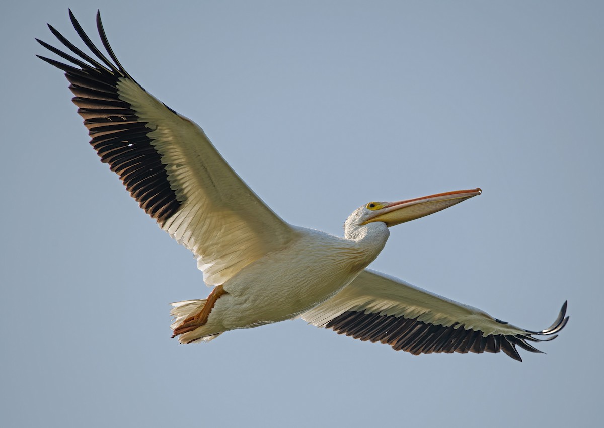 American White Pelican - ML358292891