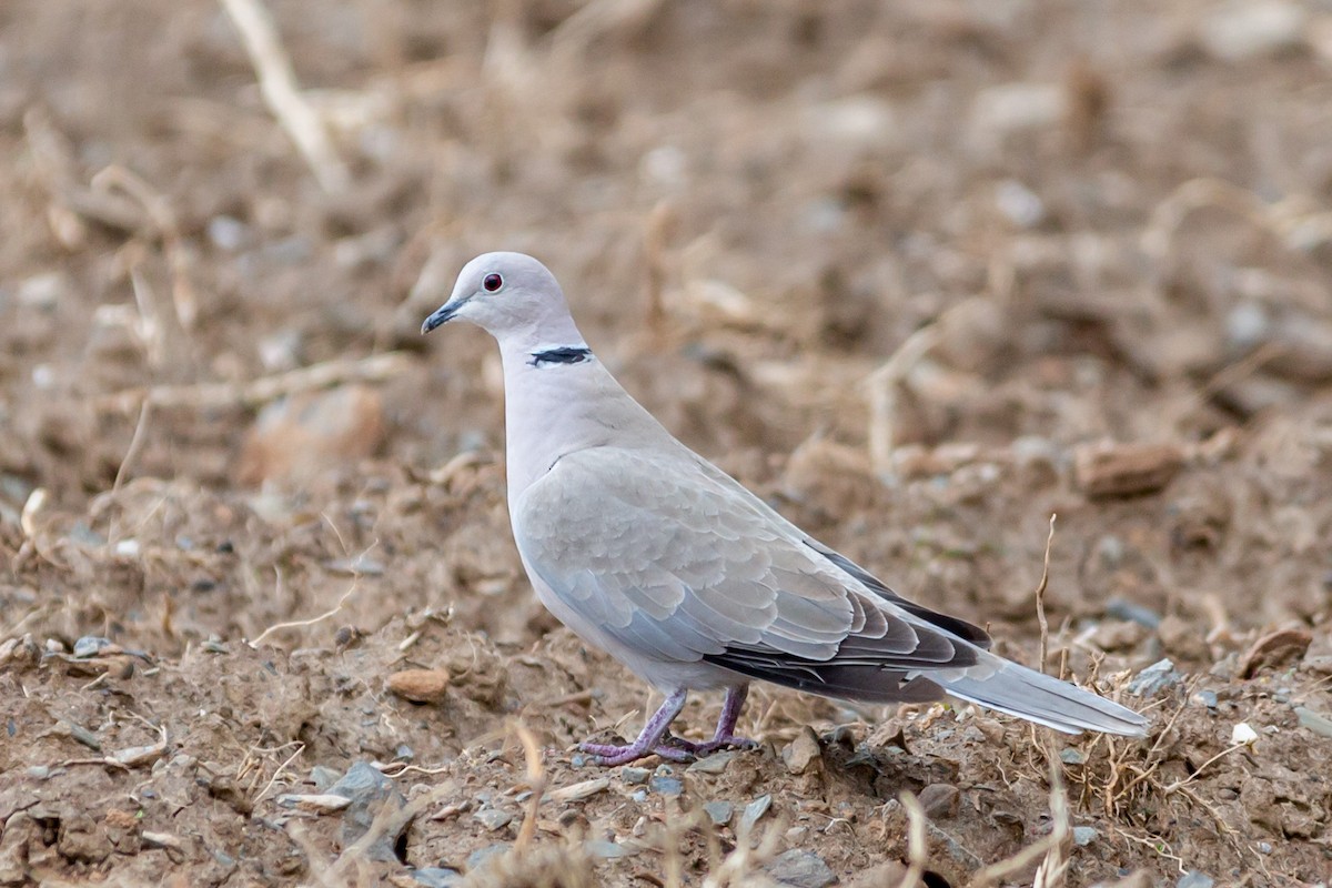 Eurasian Collared-Dove - ML358296691