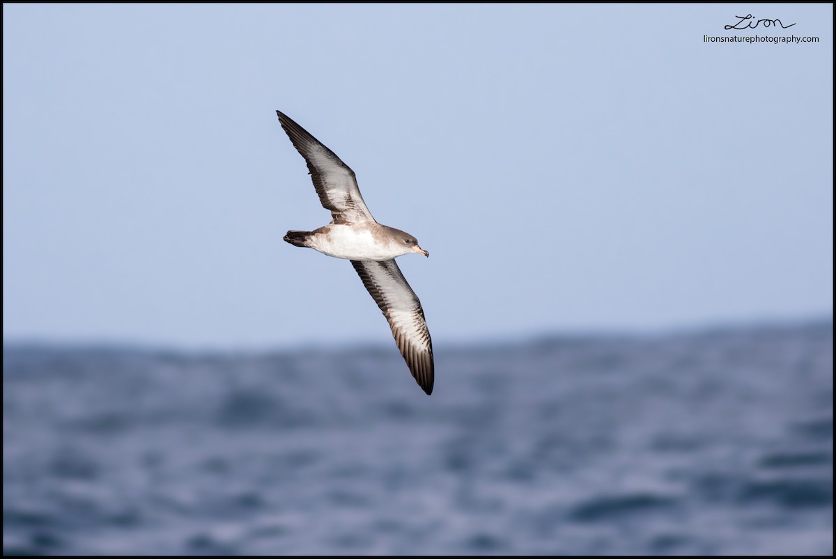 Pink-footed Shearwater - ML35829941
