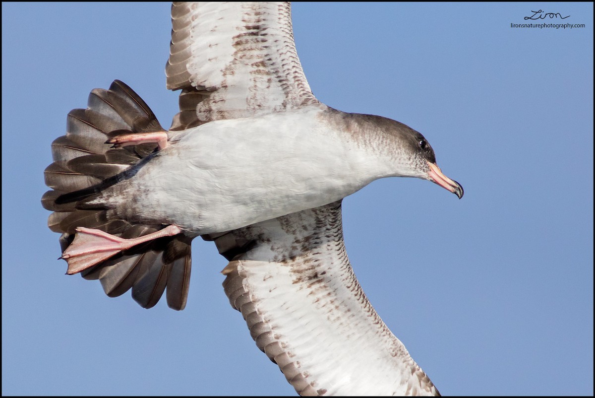 Pink-footed Shearwater - ML35829961