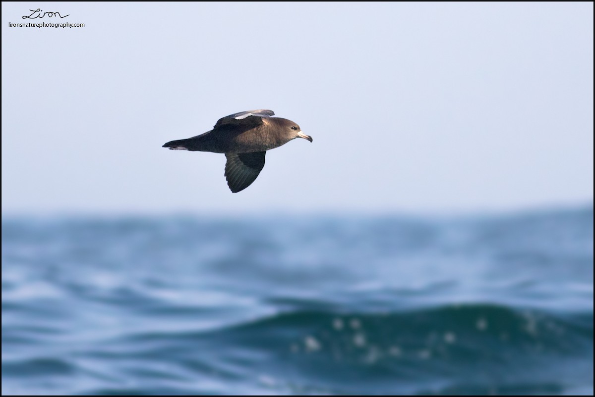 Flesh-footed Shearwater - ML35830001