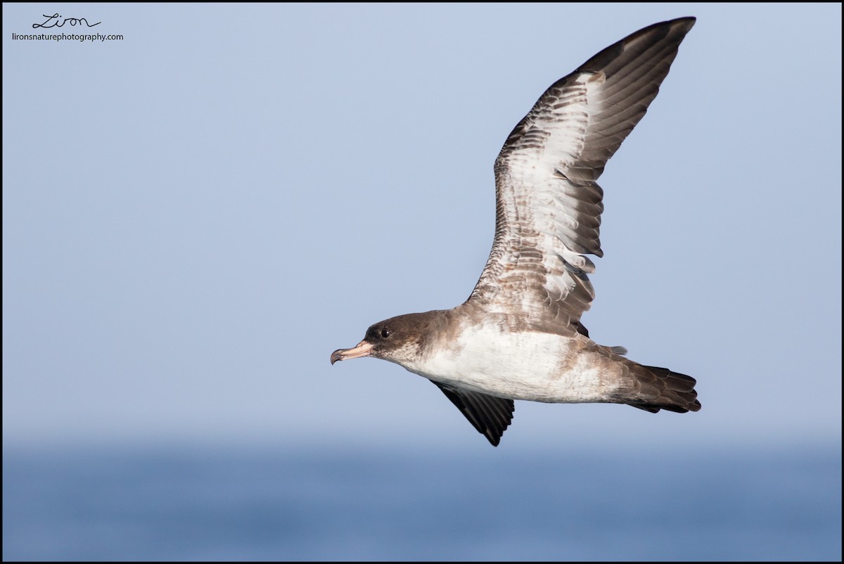 Pink-footed Shearwater - Liron Gertsman