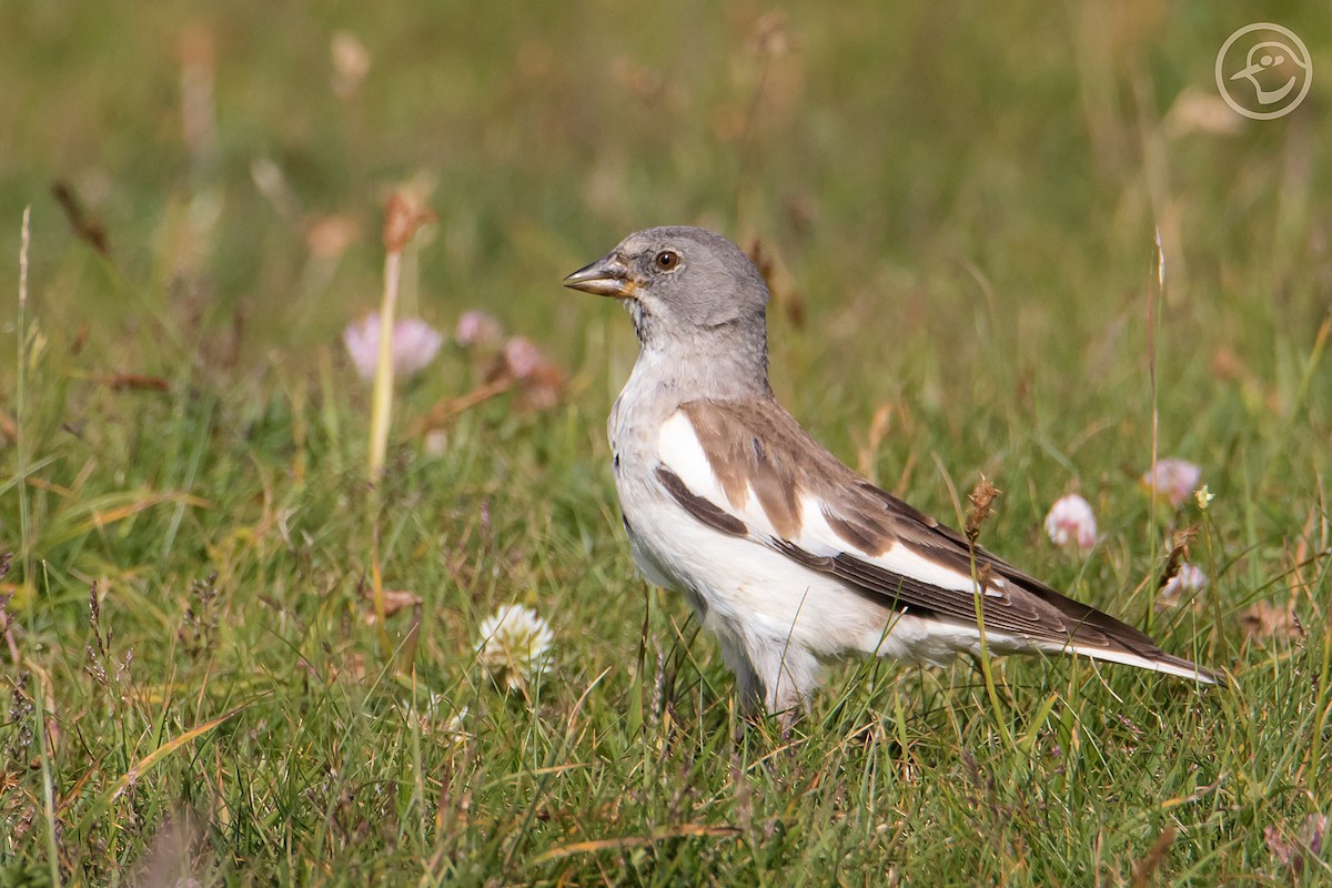 White-winged Snowfinch - ML358300601