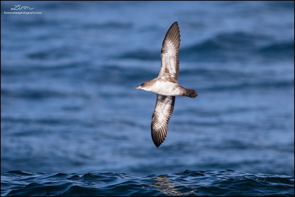 Pink-footed Shearwater - ML35830061
