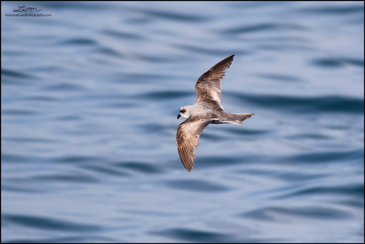 Fork-tailed Storm-Petrel - ML35830111