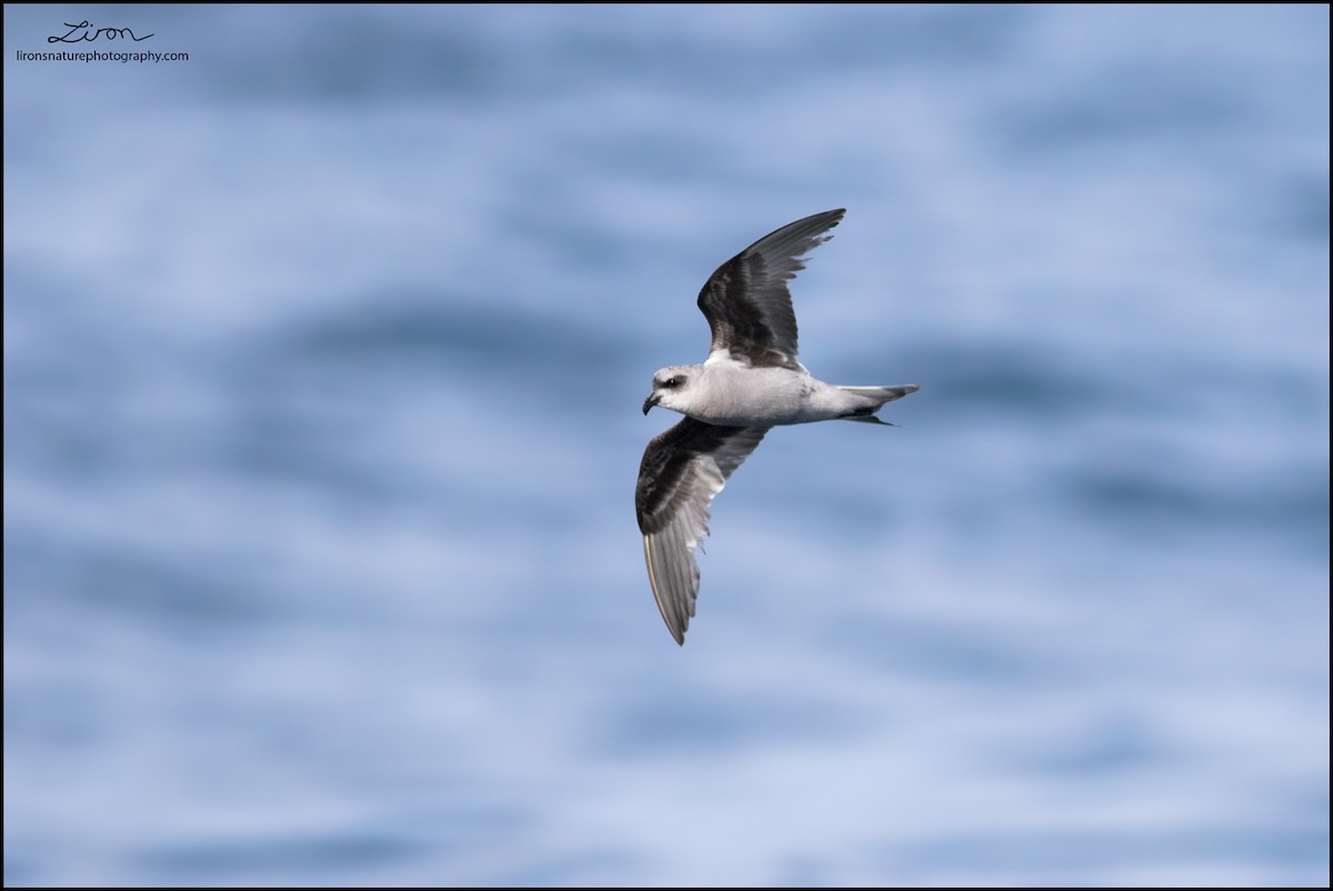 Fork-tailed Storm-Petrel - ML35830131
